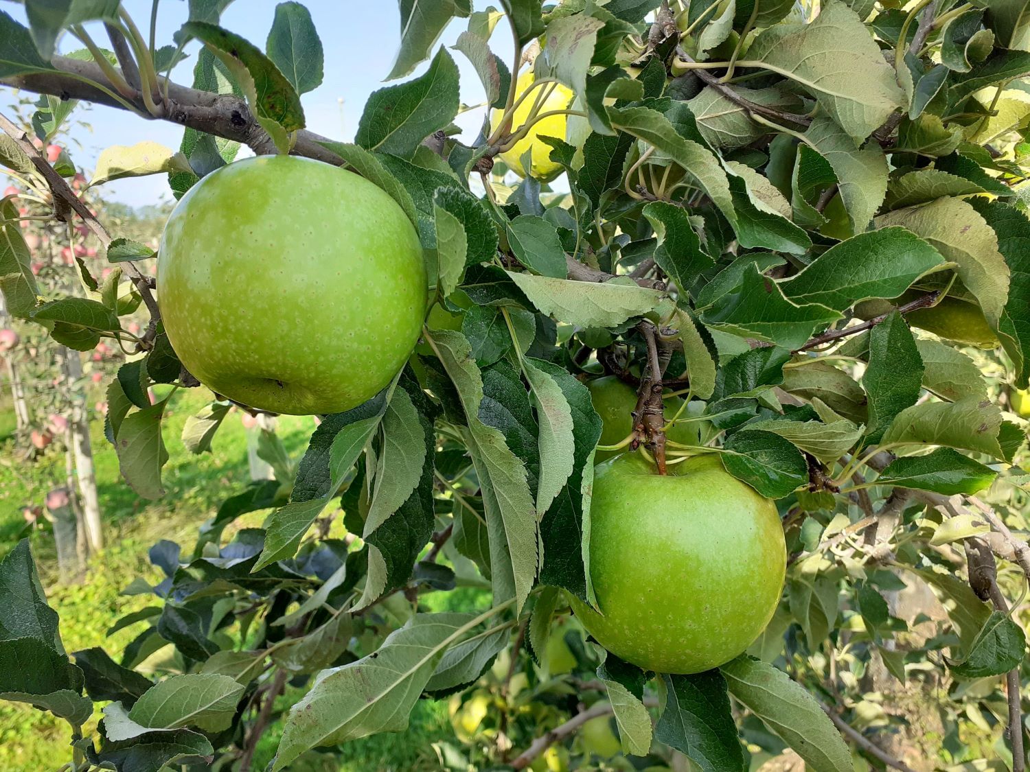 Apple Trees - Granny Smith Improved