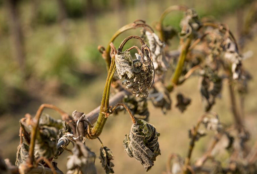 the effect of late-frost on vine growth