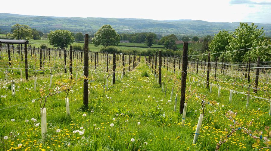 Denbighshire livestock farmers, Geoffrey and Cath Easton of Llety Farm took o mentoring from Farming Connect and started growing grapes.