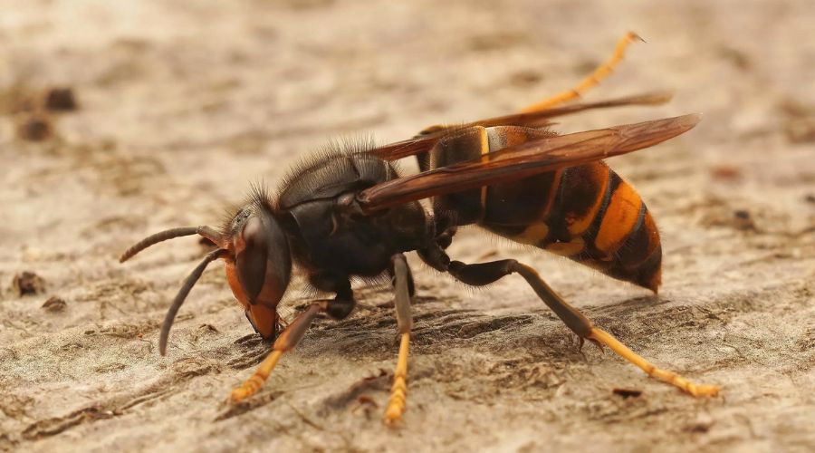 The UK’s chief plant health officer Nicola Spence, issued the warning to be ‘increasingly vigilant’ and report Asian hornet sightings.