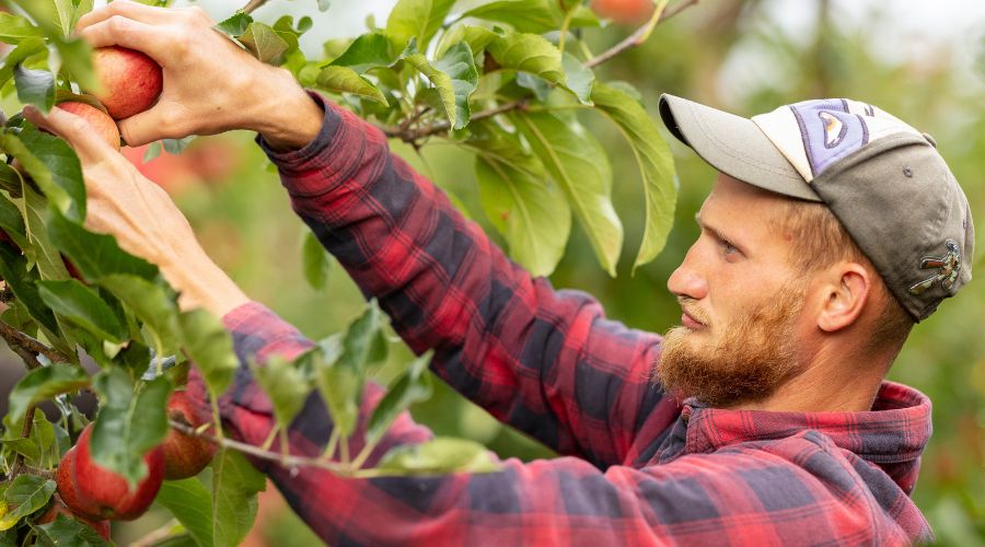 Seasonal male worker picking apples