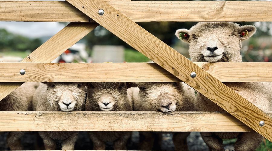 babydoll sheep behind a fence