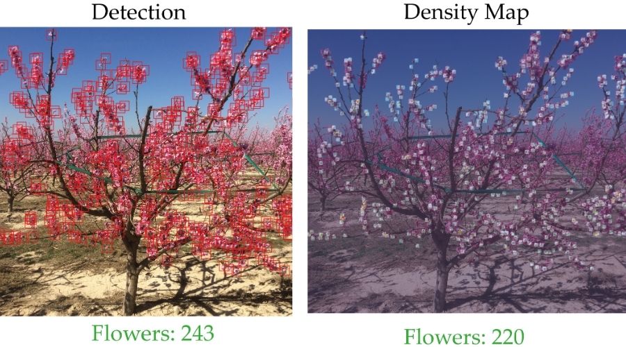 density maps showing the number of flowers in two trees
