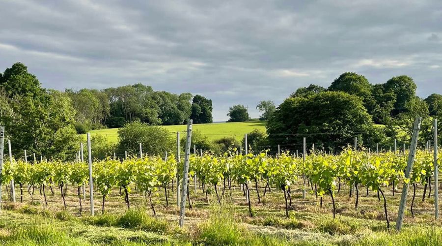 Twelve local vineyards are joining forces with Wealden District Council to unveil the new Explore Wealden Wine Trail. 