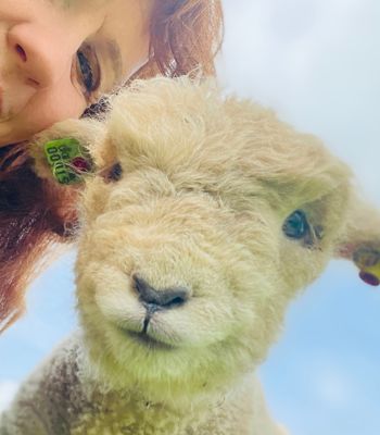 Heidi Bell with Babydoll sheep