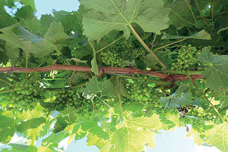close up of vineyard