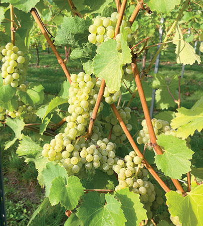close up of vineyard