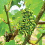 close up of a vineyard