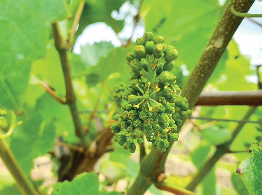 close up of a vineyard