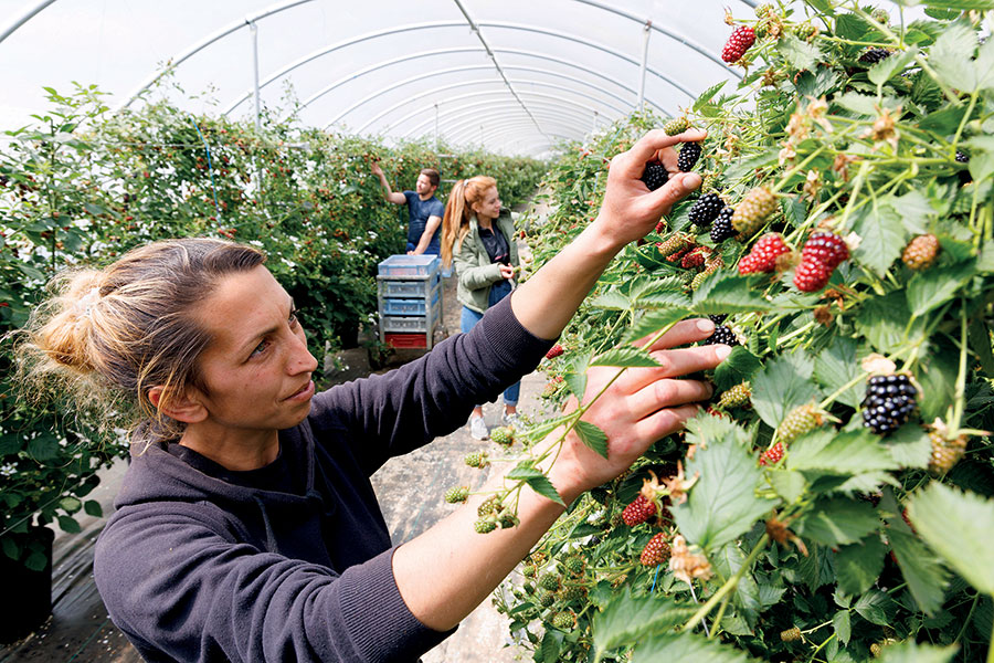 strawberry picking