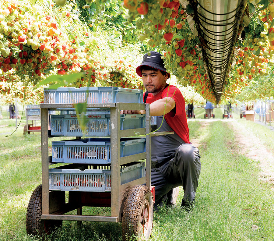 strawberry harvesting