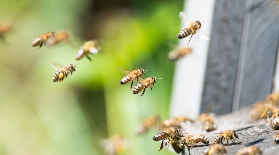 Four teenagers have been charged following a vandalism attack at Tofthill Farm in Inchyra, resulting in the death of more than 4,000 bees. 