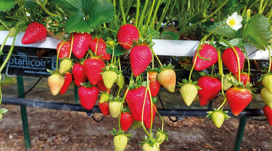 The Summer Berry Company announced that it is able to offer year-round strawberry production, lengthening the season by five months.