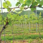 As the grapevines begin to grow, it is important to ensure their energy is channelled where you want it, an expert said.
