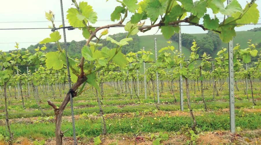 As the grapevines begin to grow, it is important to ensure their energy is channelled where you want it, an expert said.