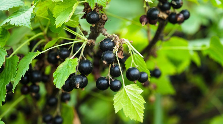 The Blackcurrant Foundation reported that despite another difficult growing season, the nation’s blackcurrant crop is thriving.