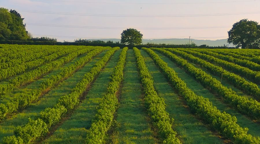 Ribena’s producer is leveraging AI technology to reveal remarkable story of biodiversity across its blackcurrant farms this harvest season.