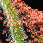 Recent trials assessing the impact of various products with physical modes of action on spider mite control have found the results to be “extremely encouraging”.