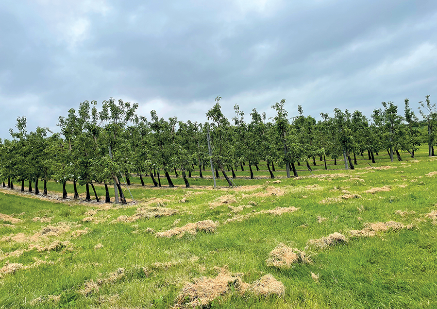 Chicory Crops apple trees