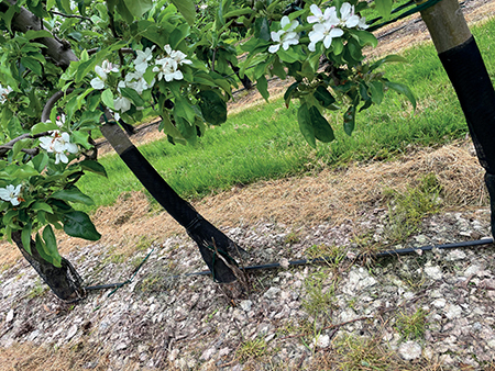 Irrigating apple trees