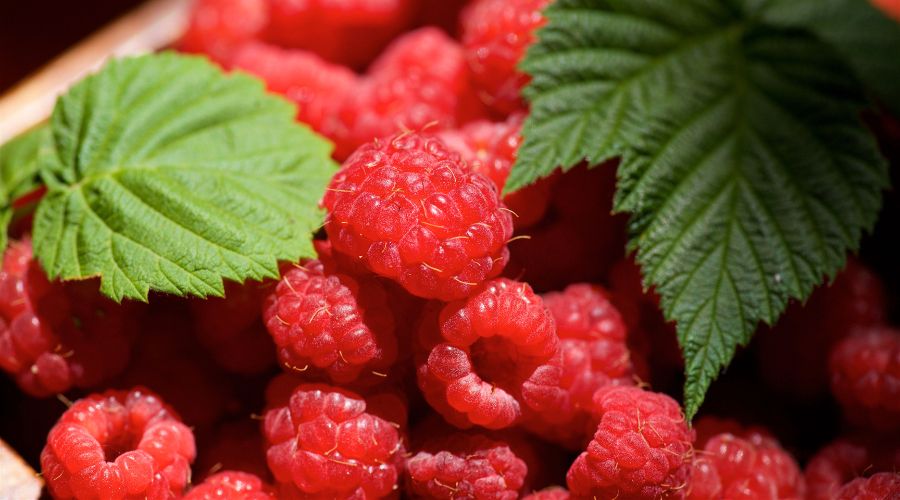 British Berry Growers said that British raspberry plants did not suffer damage from extreme heat or frost this season.