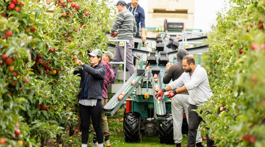 UK growers say that an early start to the growing season has resulted in a good volume of slightly larger apples.  