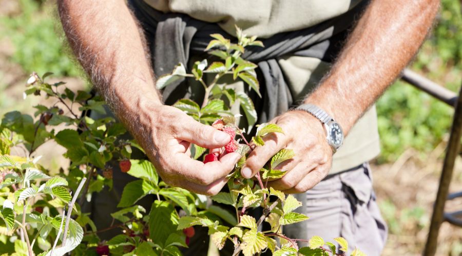 Employers of temporary seasonal staff are reminded that they have to comply with their legal pension duties, The Pensions Regulator said.