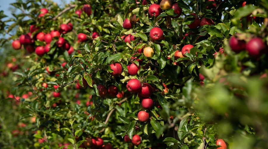 UK growers say that an early start to the growing season has resulted in a good volume of slightly larger apples.  