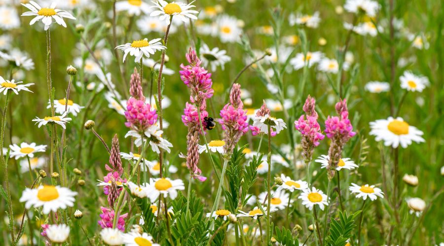 Blenheim Palace celebrated World Honey Bee Day with the success of its project to introduce bee swarms to its nine new woodlands.