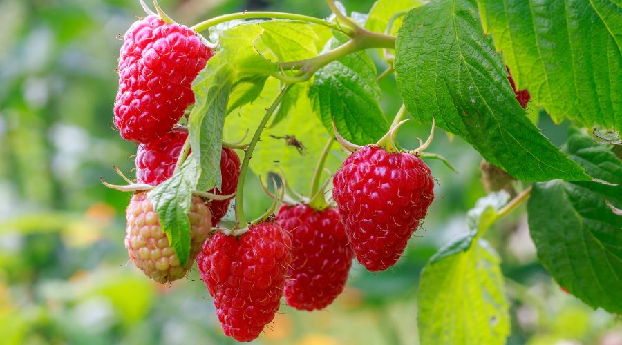 Herefordshire-based Penrhos Spirits is asking local farmers to donate their ‘wonky’ raspberries, which can be used in gin production. 