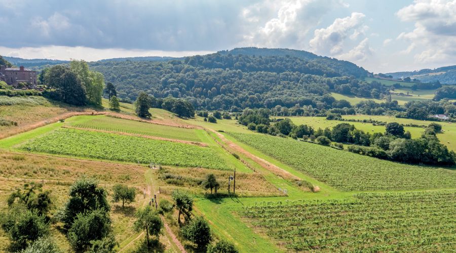 Ancre Hill Estates, near Monmouth in Wales, is currently working with biostimulant specialist Orion FT to improve its vines.