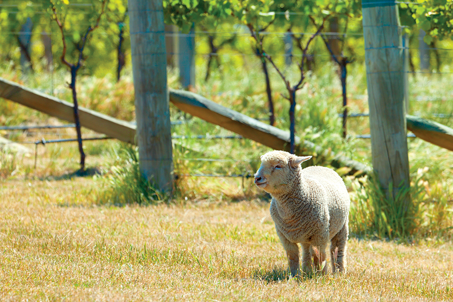 Babydoll sheep in vineyard