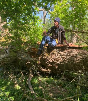 Blenheim Palace celebrated World Honey Bee Day with the success of its project to introduce bee swarms to its nine new woodlands.