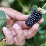 September is projected to be the best month yet for British blackberries, with sales expected to increase according to British Berry Growers.   