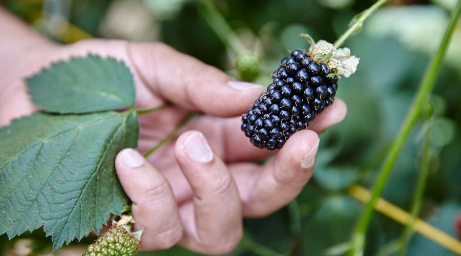 September is projected to be the best month yet for British blackberries, with sales expected to increase according to British Berry Growers.   