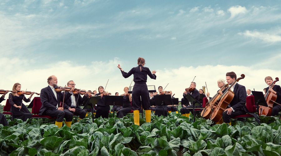 Lidl Sweden has installed sound systems for its fruits and vegetables to grow to the tunes of the Royal Stockholm Philharmonic Orchestra.  