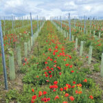 Vineyard with cover crop