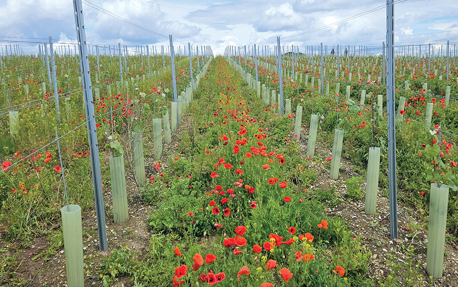 Vineyard with cover crop