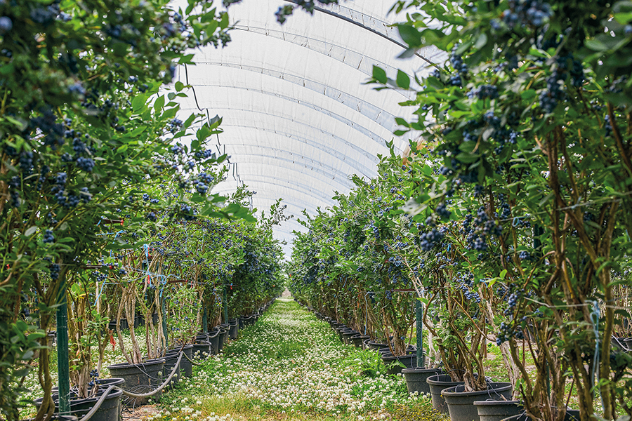 blueberry plants with clover