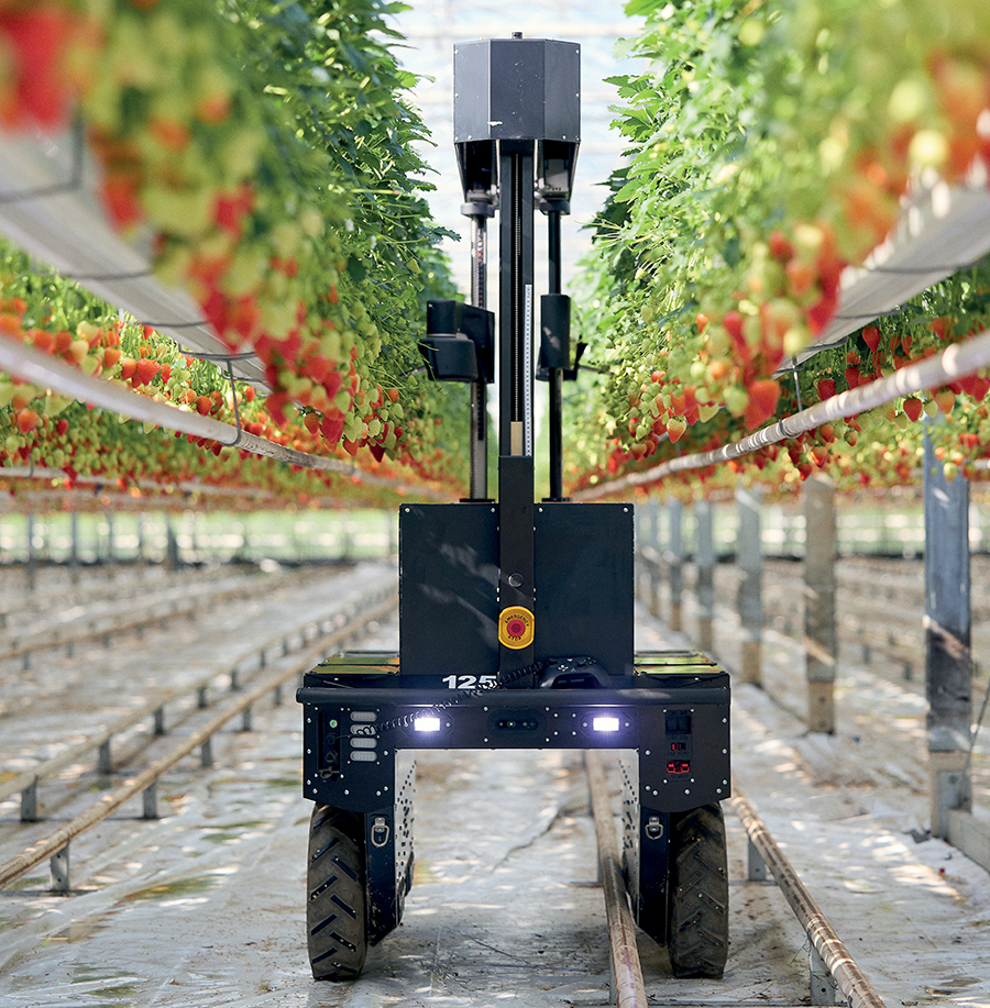 robot in a strawberry farm