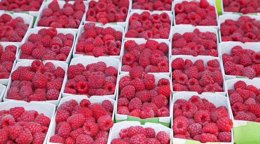 US-based global soft fruit supplier, Driscoll, has officially launched its brand in the UK following the acquisition of Berry Gardens Limited in 2022. 