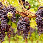 An English winery co-owned by Lord Ashcroft, Gusbourne, has delayed this year's harvest due to poor weather.