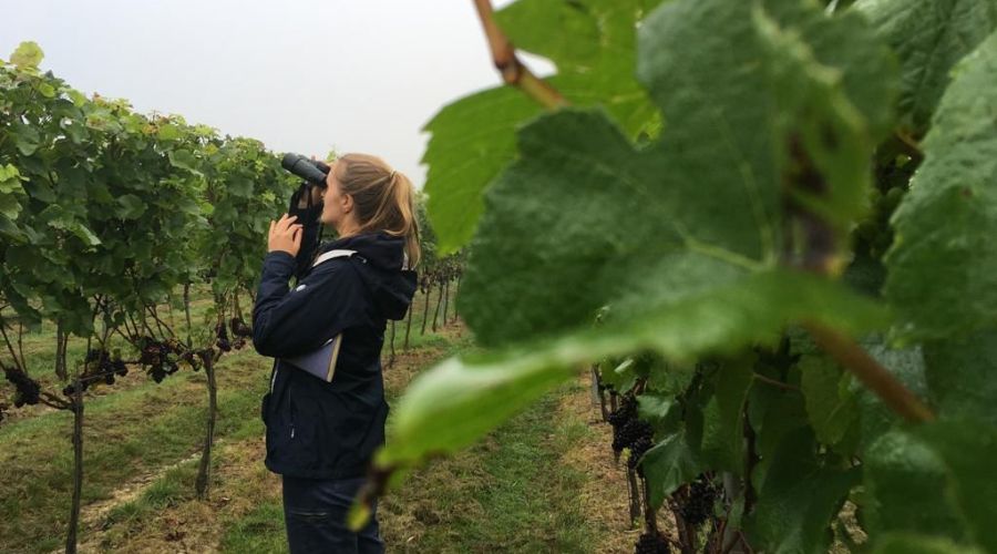 University of East Anglia researchers hid speakers in vineyards along tour routes as a part of latest biodiversity research.