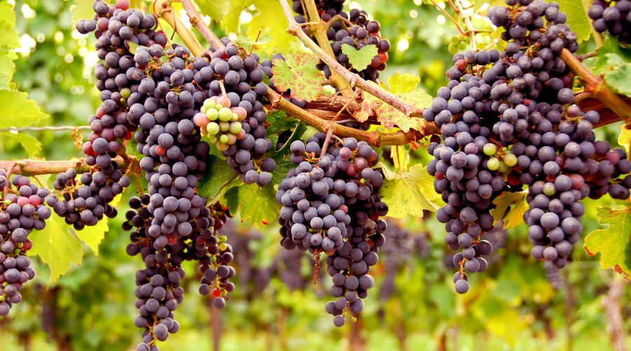 An English winery co-owned by Lord Ashcroft, Gusbourne, has delayed this year's harvest due to poor weather.