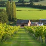 A Welsh wine producer, White Castle Vineyard, located in Abergavenny, has announced the successful start of harvest 2024. 