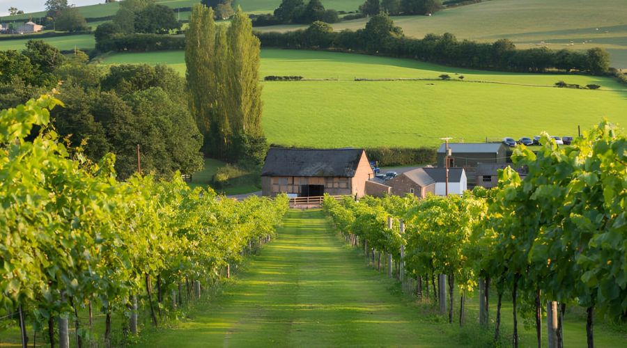 A Welsh wine producer, White Castle Vineyard, located in Abergavenny, has announced the successful start of harvest 2024. 