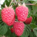 The James Hutton Institute that has embarked Raspberry Economics in Production project to support UK growers received a £1m boost.