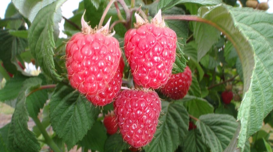 The James Hutton Institute that has embarked Raspberry Economics in Production project to support UK growers received a £1m boost.