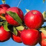 A Somerset-based apple producer, Thatchers Cider, is celebrating its 120th harvest with some of the biggest apple crops.