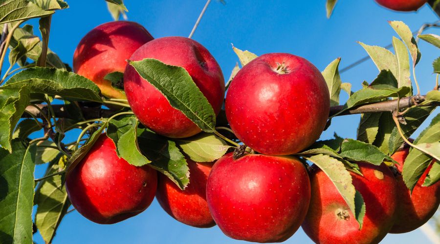 A Somerset-based apple producer, Thatchers Cider, is celebrating its 120th harvest with some of the biggest apple crops.